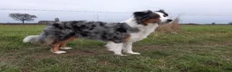 Australian Shepherd honden te koop: Australian Shepherd reutje met stamboom - Advertentie 8