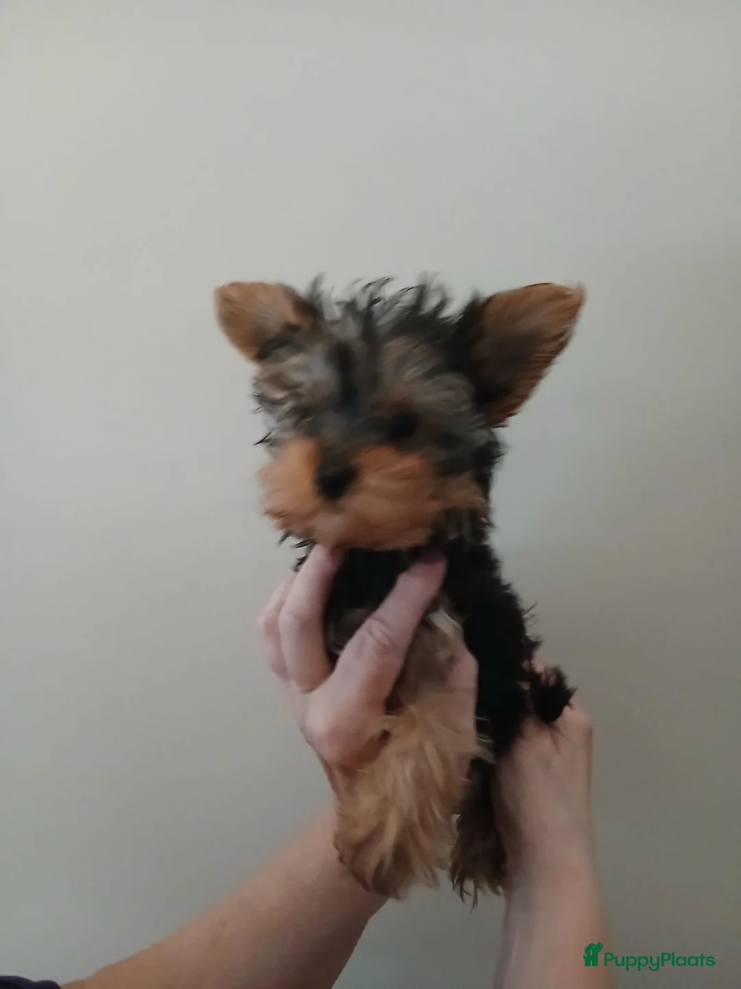 Yorkshire Terriër honden te koop: Yirkshire terrier  - Advertentie 1