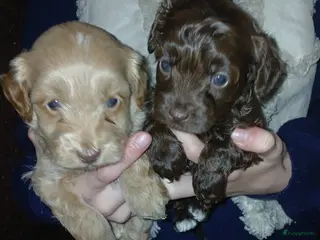 Poedel Toy honden Lieve Prachtige Rasechte Toy Poedels geboren - Advertentie 18