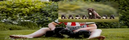Kruising honden te koop: Huskador pupjes (labrador x Husky) - Advertentie 10