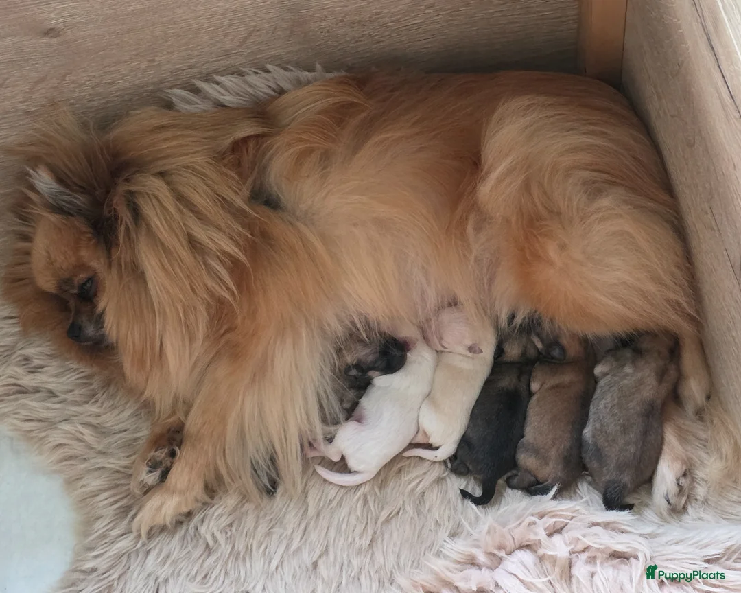 Pomeriaan honden te koop: Zeer lieve gesocialiseerde puppy's  in Doesburg - Advertentie 1