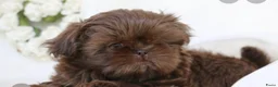 Shih Tzu honden te koop: Shihtzu te koop  - Advertentie 2