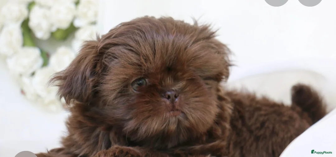 Shih Tzu honden te koop: Shihtzu te koop  - Advertentie 2