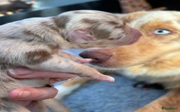 Australian Shepherd honden te koop: Prachtige Aussie Pups in Hulten - Afbeelding 6