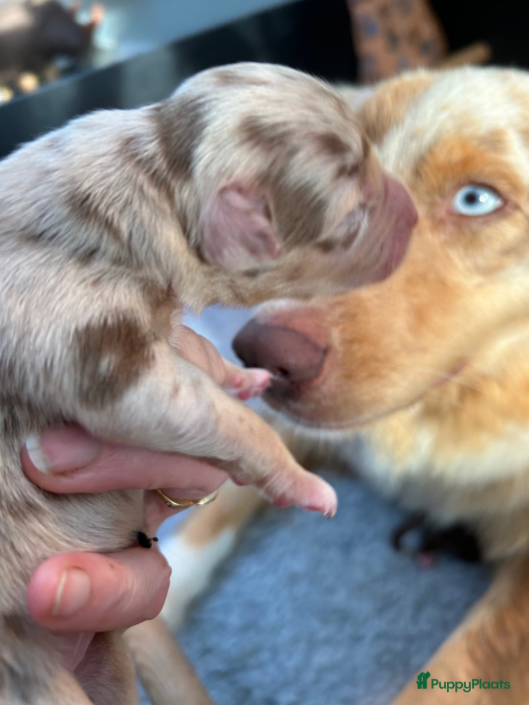 Australian Shepherd honden te koop: Prachtige Aussie Pups in Hulten - Afbeelding 6