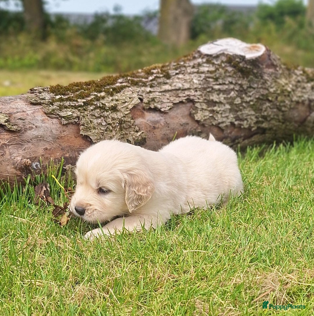 Golden Retriever honden te koop: Prachtige golden retriever pups stamboom  - Afbeelding 3