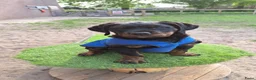 Kruising honden te koop: Rottweiler x RottweilerxBullyXL - Advertentie 12