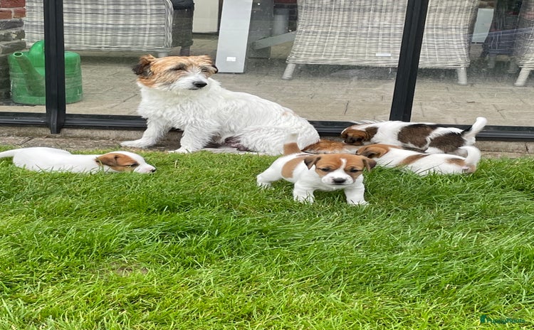 Jack Russel Terriër honden - Advertentie 2