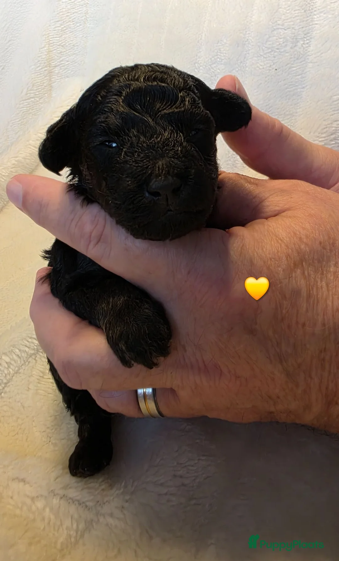 Dwergpoedel honden te koop: Diva heeft mooie 5 Phanton pups gekregen  - Advertentie 2