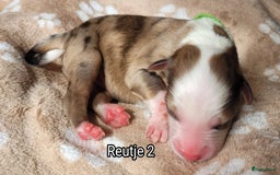 Australian Shepherd honden te koop: Australian Shepherd puppies geboren!  - Afbeelding 5