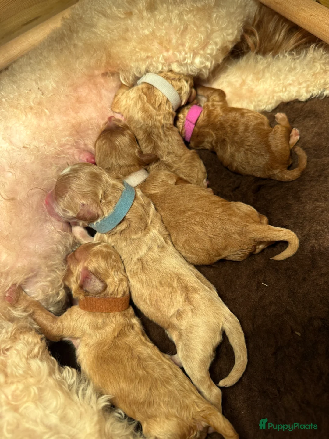 Cockapoo honden te koop: Mini poedel x Cockapoo - Advertentie 2