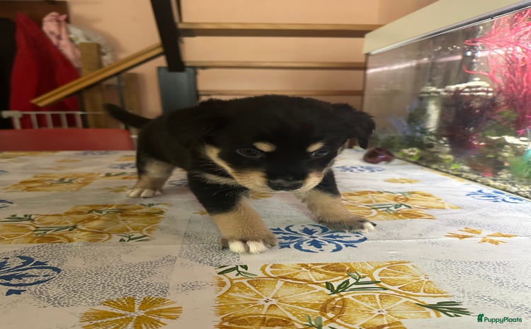 Kruising honden - Advertentie 4