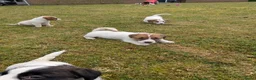Jack Russel Terriër honden te koop: Lieve Jack Russell pups met stamboom  - Advertentie 12