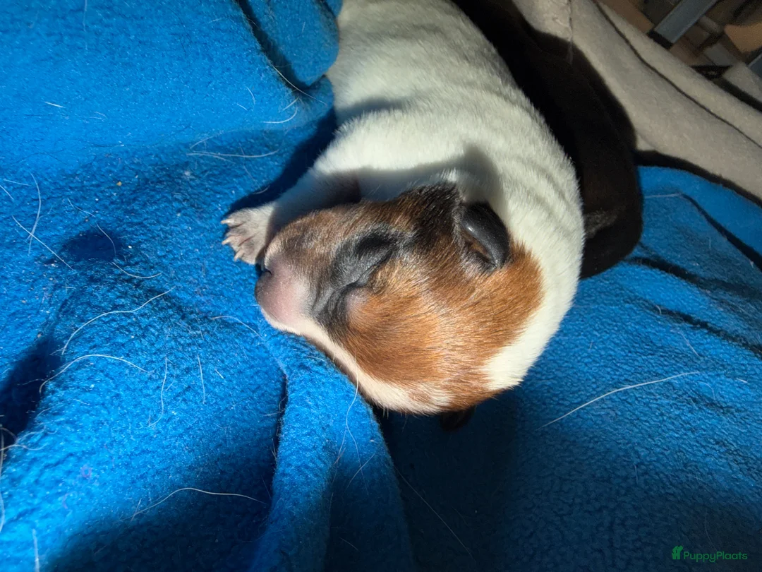 Kruising honden te koop: Cattle-Jack pups te koop - Advertentie 2