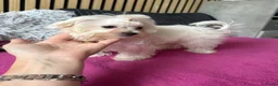 Maltezer honden te koop: Prachtig Maltezer teefje zoekt haar gouden mandje - Advertentie 5
