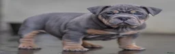 Amerikaanse Bully honden te koop: American Bully pocket pup verwacht  - Advertentie 6