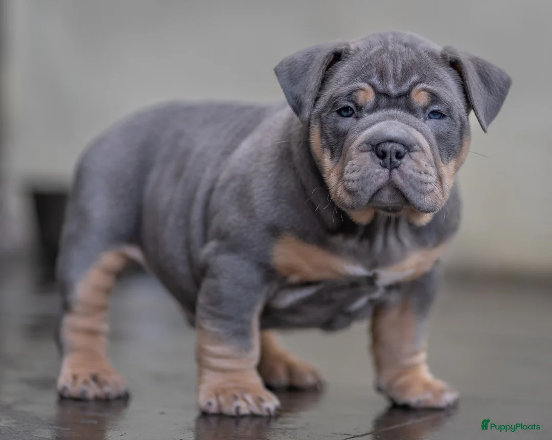 Amerikaanse Bully honden te koop: American Bully pocket pup verwacht  - Advertentie 6
