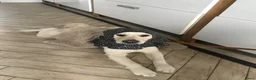 Kruising honden te koop: Australian Goldendoodle pups voor Autisme ADHD - Advertentie 6
