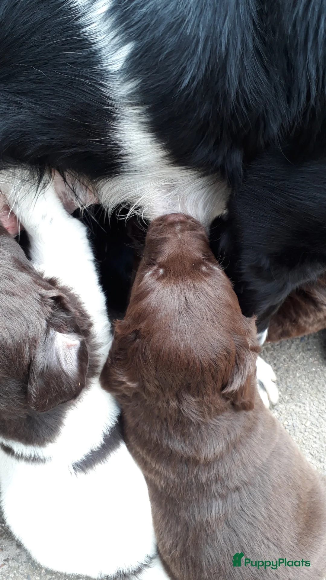 Kruising honden te koop:  Friese Stabij x Labrador/Friese Stabij pups - Advertentie 26