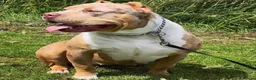 Amerikaanse Bully honden te koop: American Bully xl puppy’s  in Eindhoven - Advertentie 3