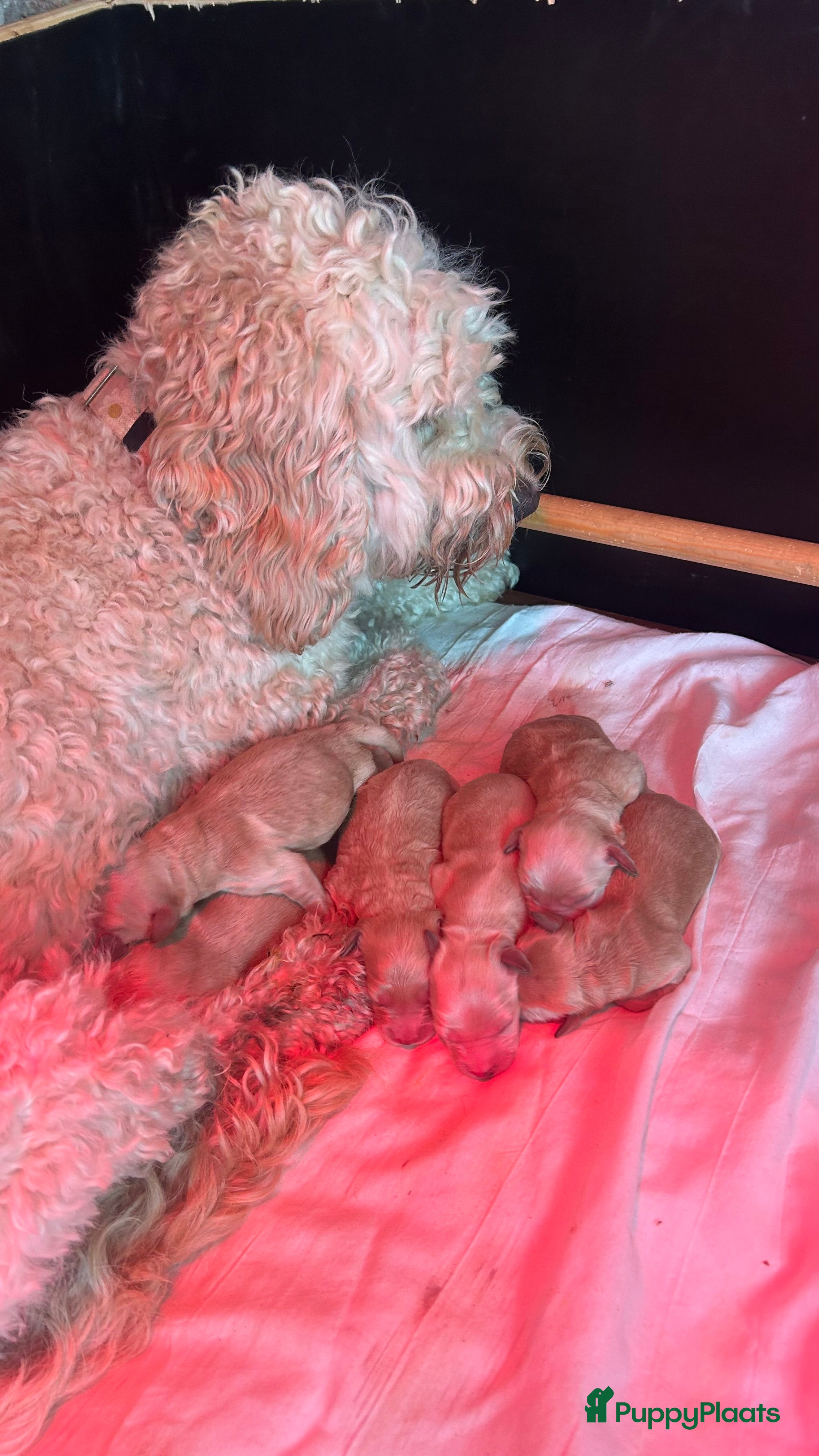 Kruising honden Cockapoo x doodle pups zoeken de liefste baasjes - Advertentie 2