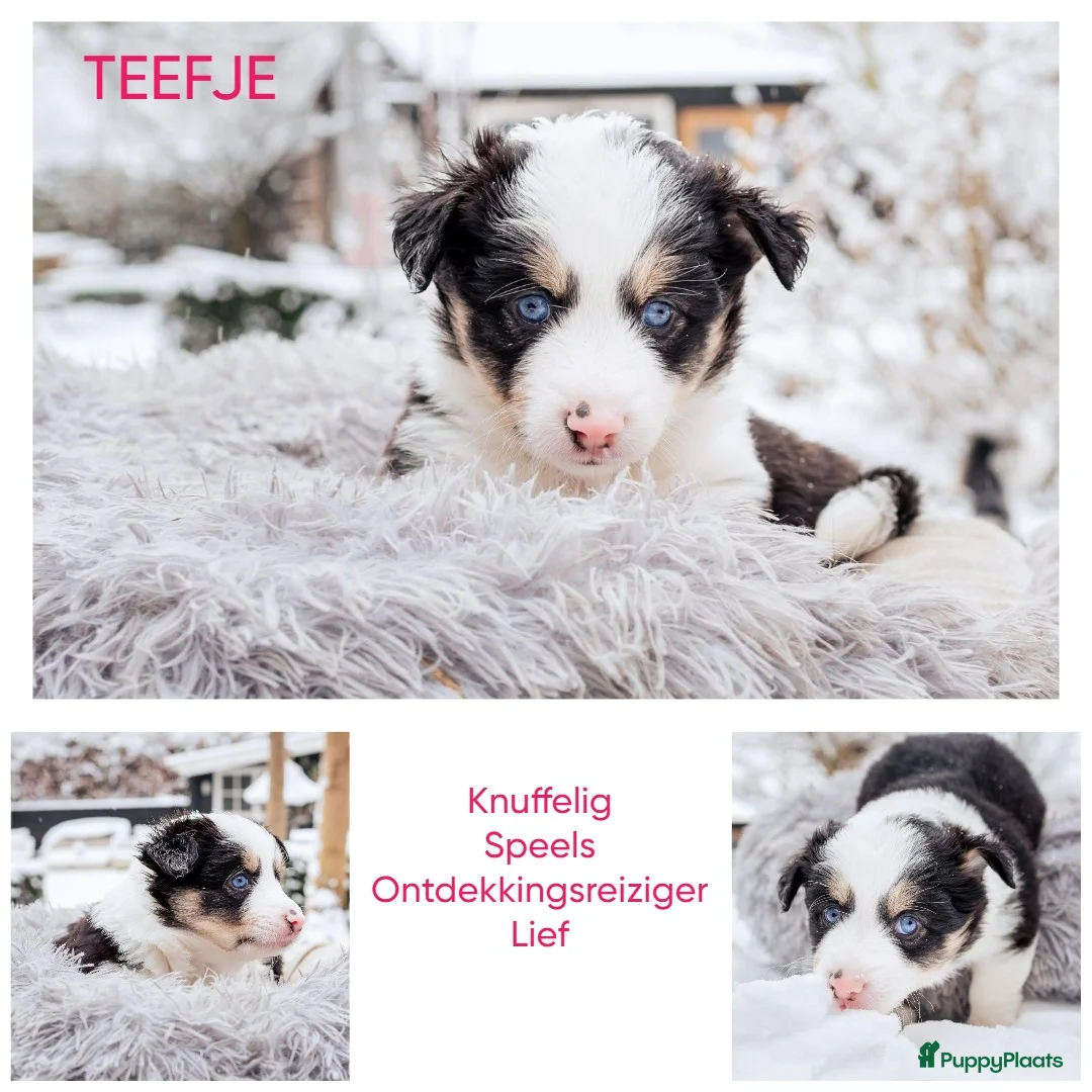 Kruising honden te koop: Unieke kruising met populaire rassen! - Advertentie 7