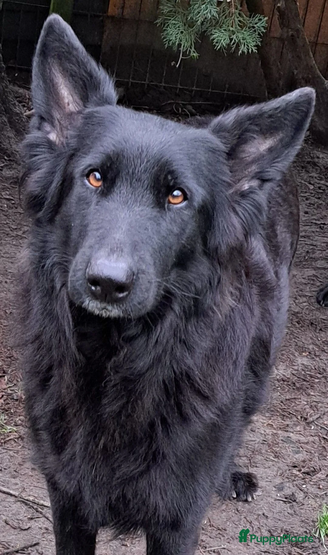 Duitse Herder honden te koop: Langstokharige Duitse Herder puppies zw.en zw/br  - Advertentie 2