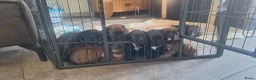 Kruising honden te koop: Unieke leuke kruising boxador x boxer pups - Advertentie 19