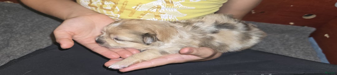 Pomchi Puppy 3