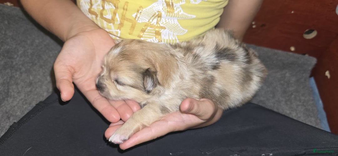 Pomchi honden te koop: Mooie pomchi puppy's - Afbeelding 9