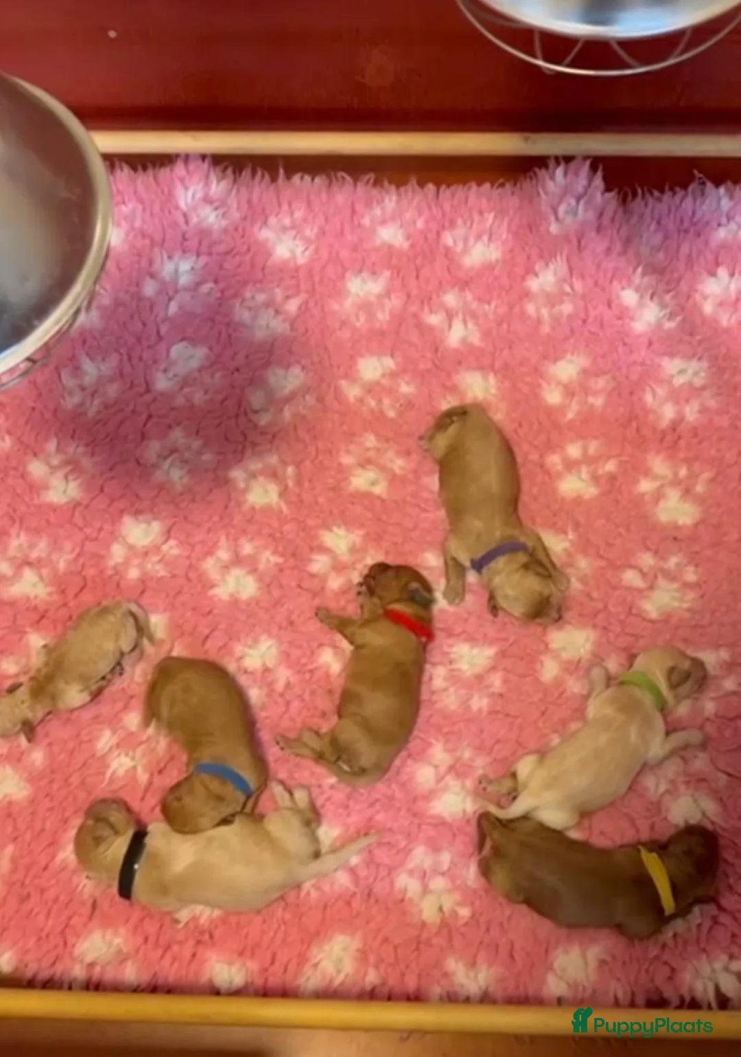 Australian Labradoodle honden te koop: Australian labradoodle (medium) - Advertentie 7