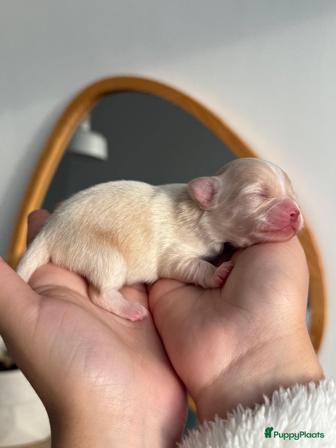 Chihuahua honden te koop: Chihuahuas pups - Advertentie 6