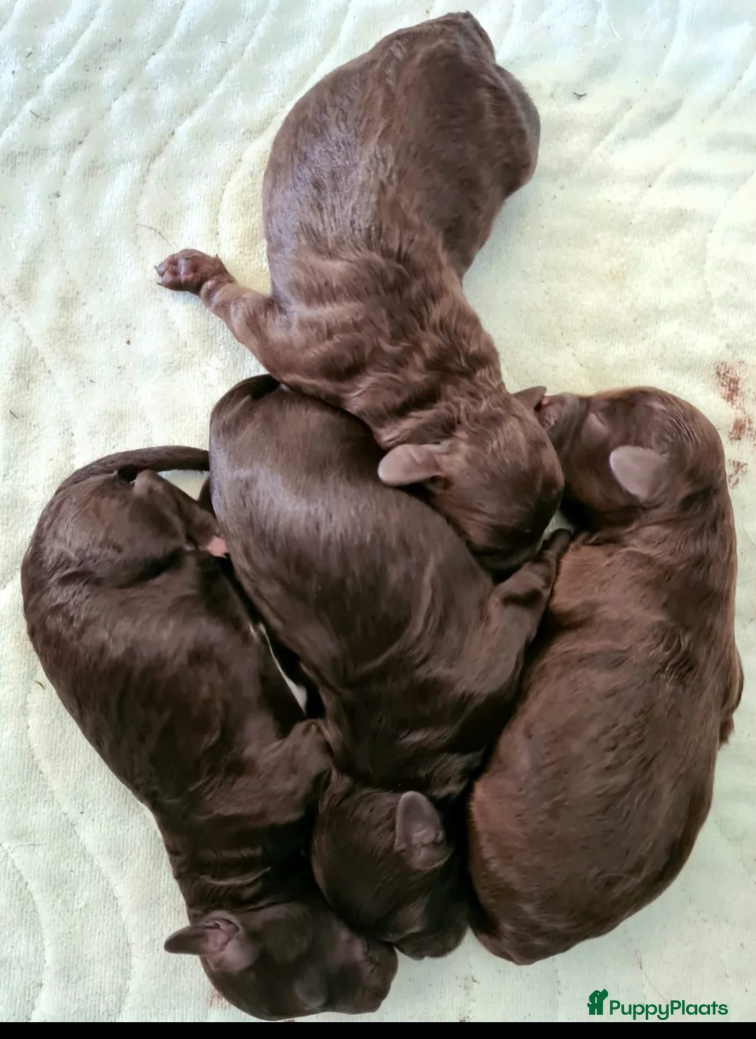 Poedel Toy honden ter dekking: mooi chocobruine toypoedel dekreu in Budel - Advertentie 9