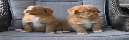 Nova Scotia Duck Tolling Retriever honden te koop: Nova Scotia Duck Tolling Retriever pups # Toller - Advertentie 28