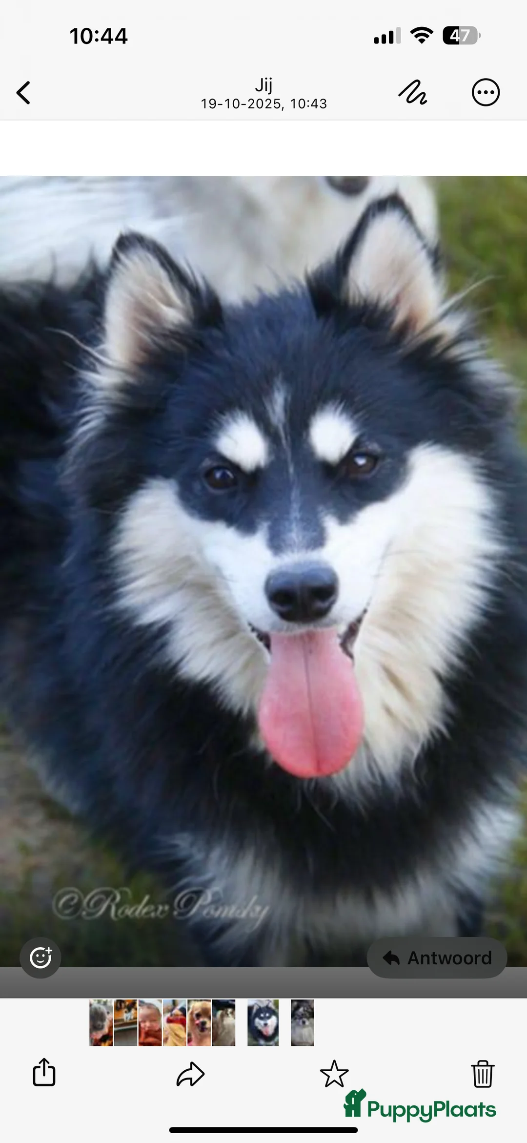 Pomsky honden te koop: Pomsky Rocky 750 euro  - Advertentie 2