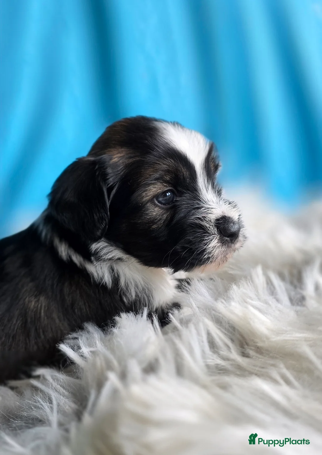 Tibetaanse Terriër honden te koop: Tibetaanse terrier pups FCI stamboom.  - Advertentie 7
