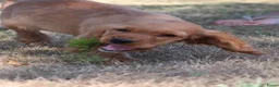 Kruising honden te koop: Leuke Kruising Engelse Cocker Spaniel pups reutjes - Advertentie 4
