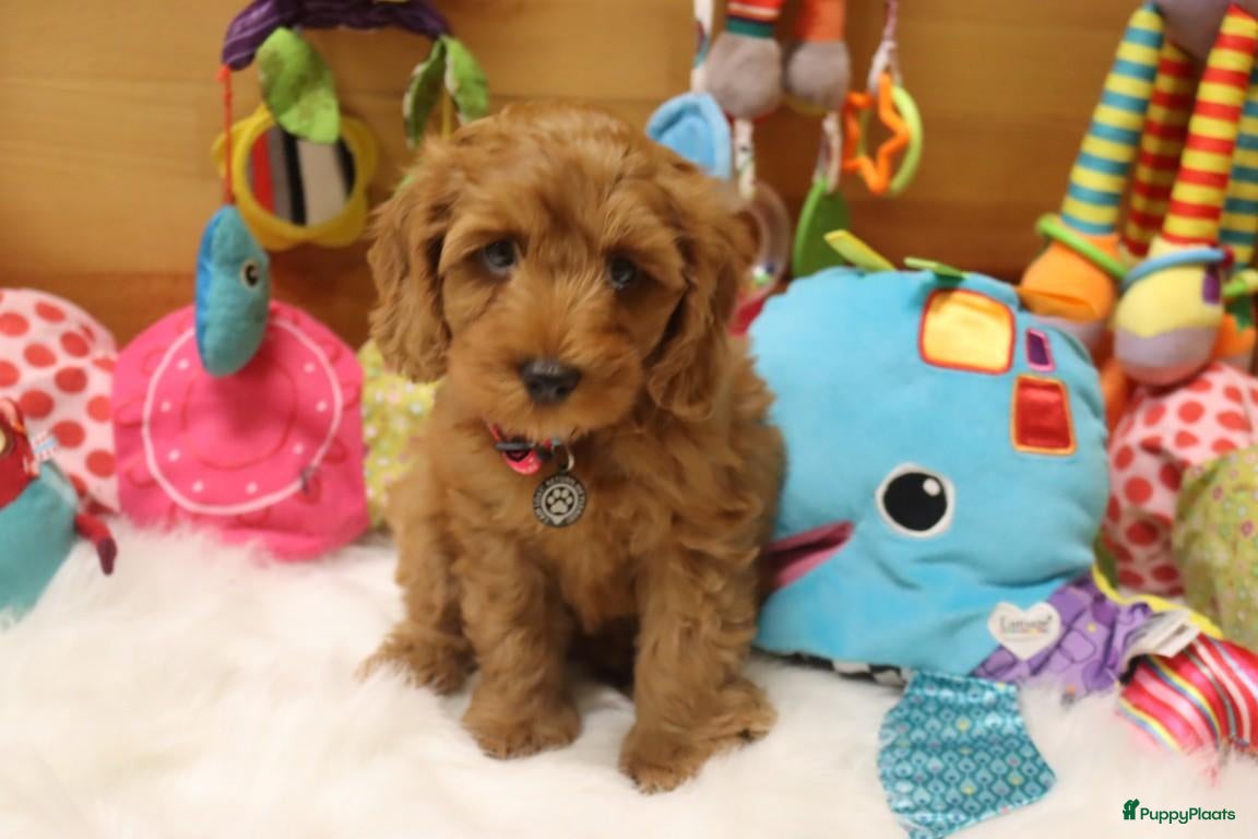 Kruising honden Prachtig mini Australian labradoodle pupjes - Advertentie 12