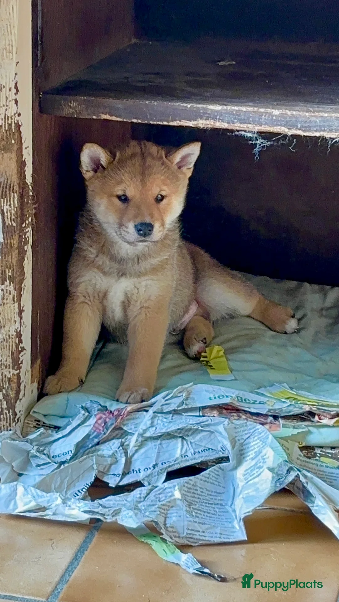 Shiba honden te koop: Shiba inu  - Advertentie 11