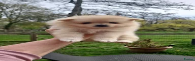 Pomeriaan Puppy 3