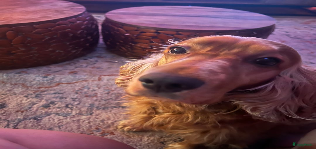 Galerij afbeelding {{count}}