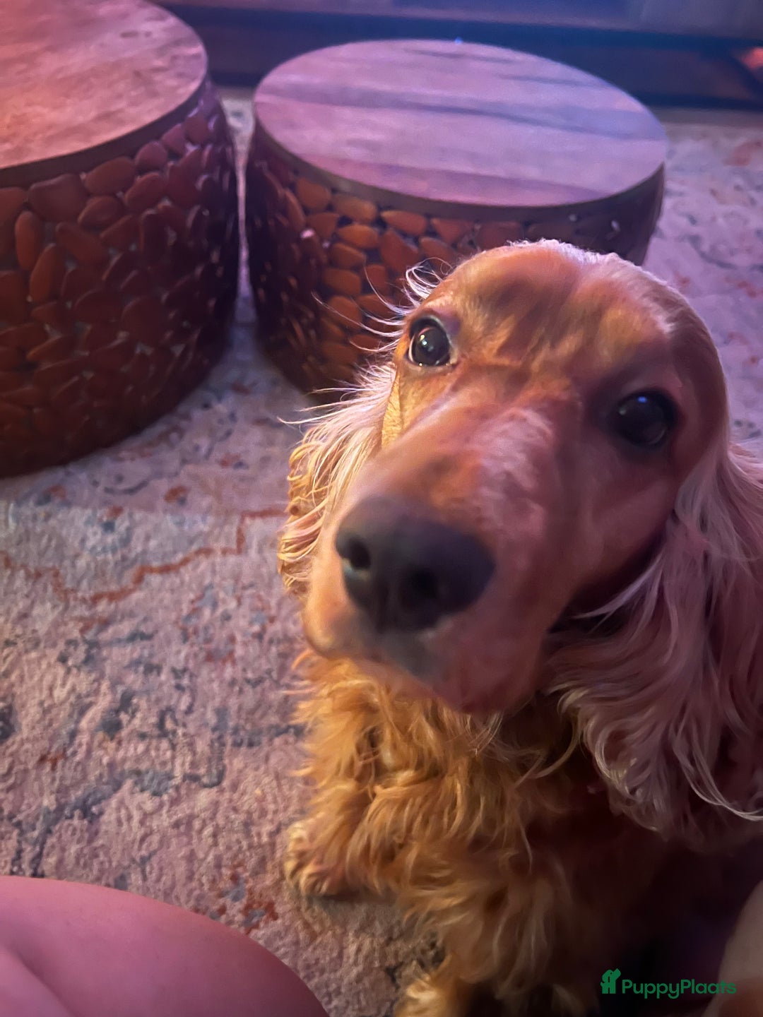 Galerij afbeelding {{count}}