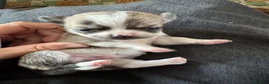 Chihuahua 3
