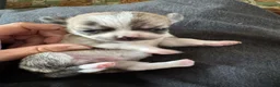 Chihuahua honden te koop: Korthaar chihuahuapups - Advertentie 9