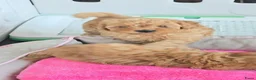 Maltipoo honden te koop: Mooie Maltipoo Pups puppies ( toy poedel ) - Advertentie 29