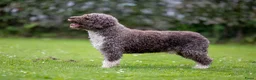 Spaanse Waterhond honden te koop: Spaanse Waterhond pups geboren Bruin, Zwart & Bont - Advertentie 5