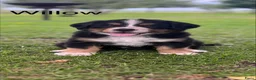 Berner Sennenhond honden te koop: Berner sennen pups - Advertentie 17