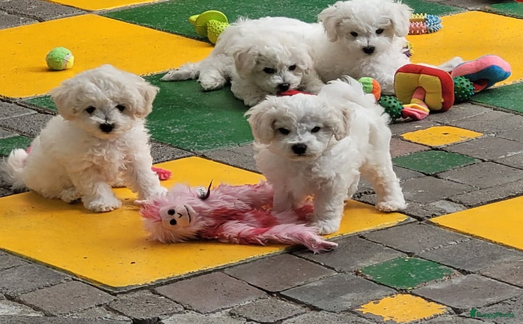 Bichon Frisé honden - Advertentie 2