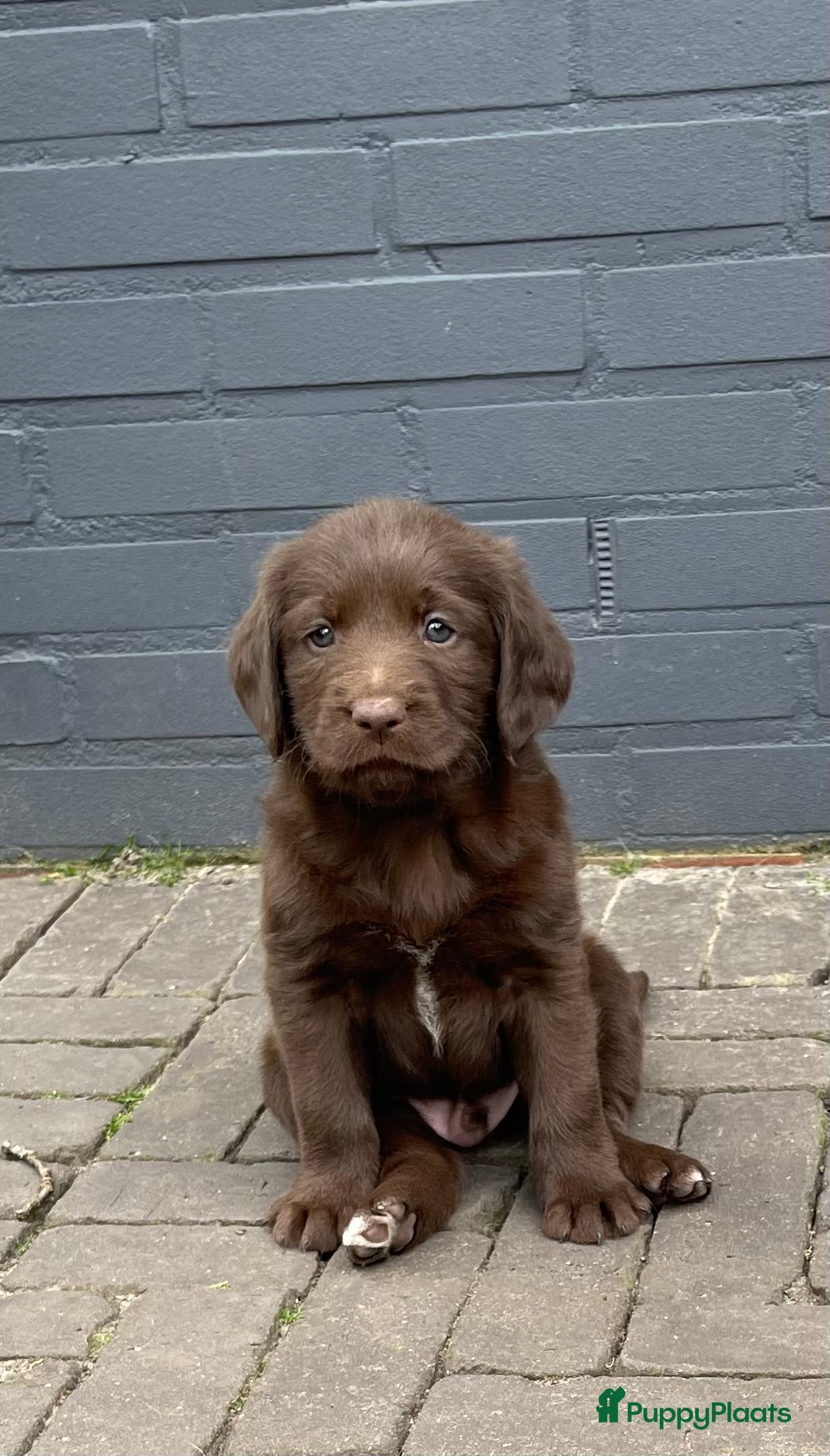 Labradoodle honden 5 unieke Labradoodles bruin met witte aftekeningen - Advertentie 4