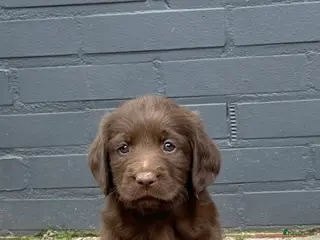 Labradoodle honden 5 unieke Labradoodles bruin met witte aftekeningen - Advertentie 4